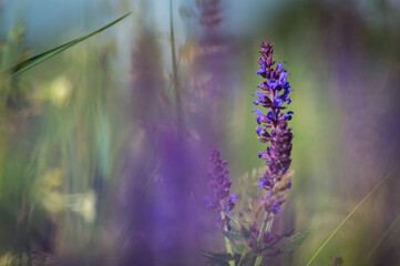 lavender flowers in the field