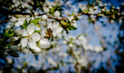 bee on a tree