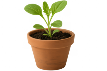 Young seedling sprouting from terracotta planter against clear backdrop, symbolizing personal growth, potential emergence, fresh start