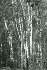 black-and-white photo with white birches
