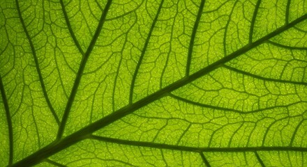Translucent green leaf with prominent veins creating intricate patterns