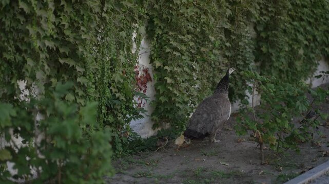peahen and chick stroll beside leafy ivy covered wall in soft light