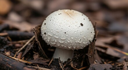 Button Mushroom Depicted in Natural Habitat With Earthy Textures and Delicate Moisture on White Cap