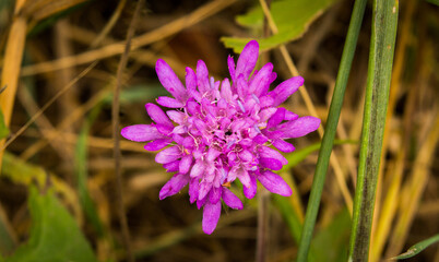 close up of a purple flower