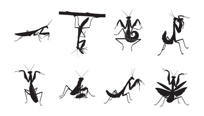 Set of a praying mantis silhouettes in various poses, vector icon collection. Collection of black praying mantis insect icons showing different behaviors isolated On white background