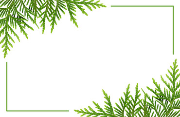 Twigs of thuya with buds in a corner arrangements with green frame isolated on white background