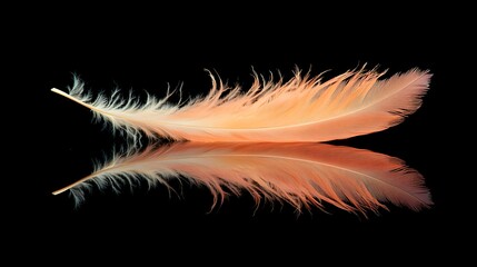Obraz premium A single peach feather reflects perfectly on a black surface