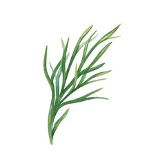 fresh green dill sprig watercolor floral illustration isolated background. Fresh greenery. Garden aromatic herbs for cooking and beauty industry. Seasoning plants for recipe, food packaging, cookbook.