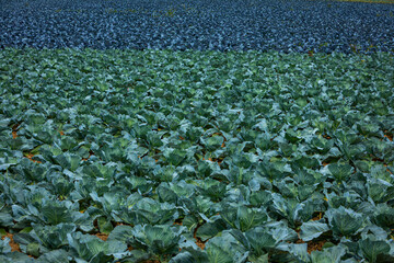 agriculture background with green and red cabbage
