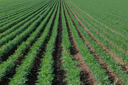 rows of carrot plants grow on the field