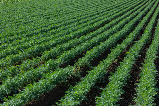many rows of carrot plants on a field