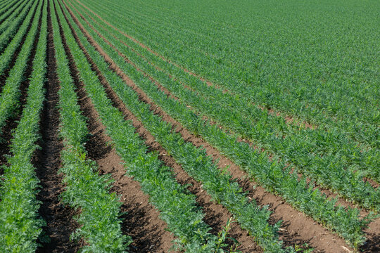 agriculture background with rows of carrots