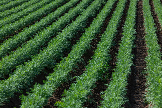 scenic rows of carrots on a field in late summer