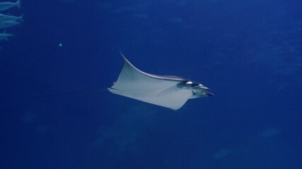  Eagle rays glide underwater in a large aquarium. Watching the behavior of stingrays