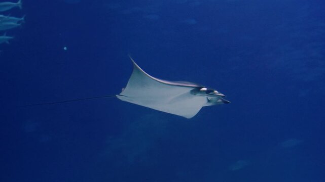  Eagle rays glide underwater in a large aquarium. Watching the behavior of stingrays