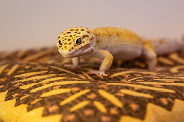 An exotic gecko on a pillow. Macro photo of a lizard and space for advertising text nearby