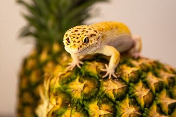 Cute exotic animal on a fruit, pineapple and gecko. Macro photo of a lizard and space for...