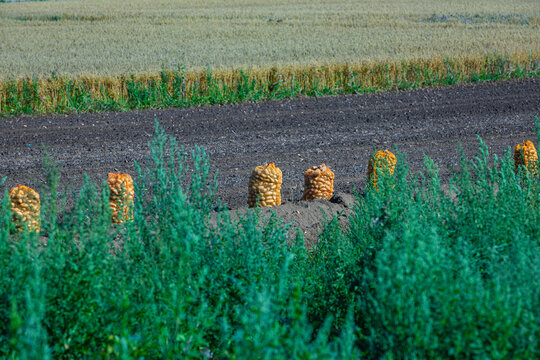 scenic view to a row of fresh harvested potatoes