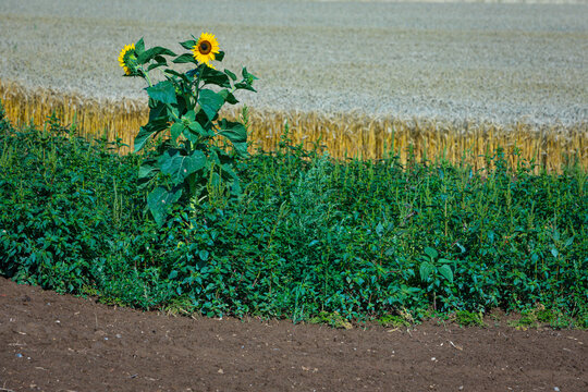 scenic sunflower in front of a grain field