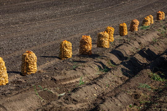 row of potato bags on the field during harvest