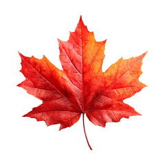Red maple leaf, transparent background, PNG format.