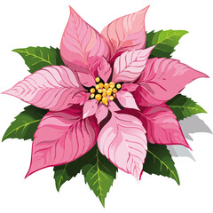 Poinsettia pink vector color illustration. Realistic image of Christmas symbol. Festive New Year plant	