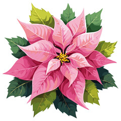 Poinsettia pink vector color illustration. Realistic image of Christmas symbol. Festive New Year plant	