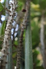 cactus in the desert