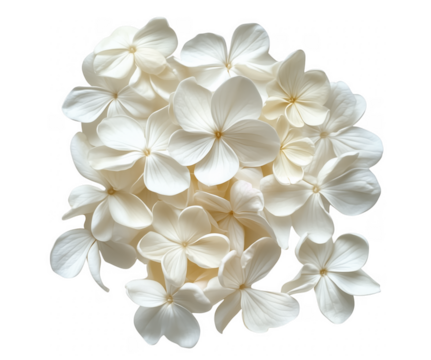 Stunning cluster of delicate white hydrangea blossoms against a deep transparent background