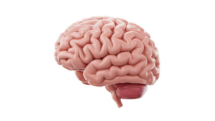 Detailed human brain anatomy, scientific medical illustration for research and education