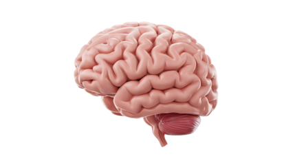 Detailed human brain anatomy, scientific medical illustration for research and education