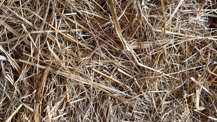 Closeup of dry straw hay in natural golden shades forming dense textured background