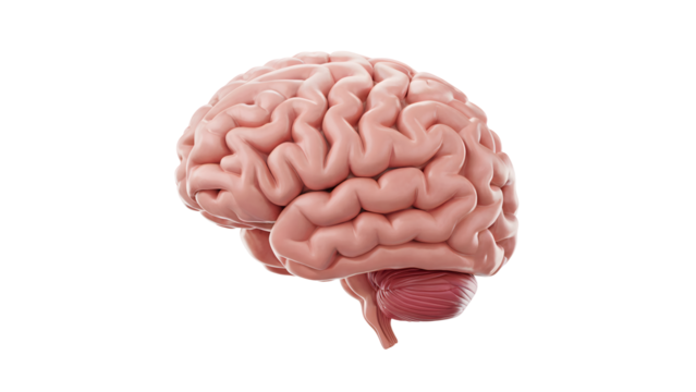 Detailed human brain anatomy, scientific medical illustration for research and education