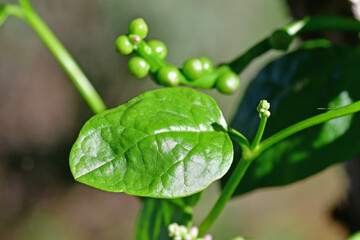 Malabar spinach with fresh green leaf