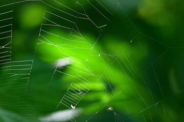 spider web in back-lighting in summer