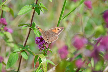 Meadow brown, butterfly on a flower