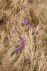 Wildflowers Blooming in Dry Grass Field