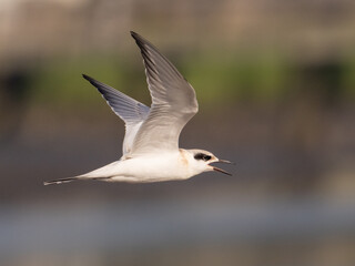 A close up of a juvenile Forster's Tern in flight and calling