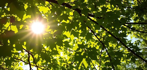 Sunlight filters through leaves, creating dappled light patterns on branches,   natural light,  sunlight through leaves