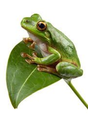 Fototapeta premium A green frog sitting on plant leaf, isolated on white background.