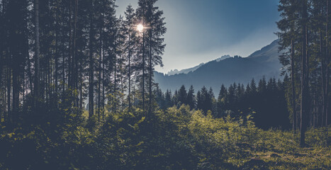 High-resolution panorama of low evening sun shining through forest with mountain backdrop –...