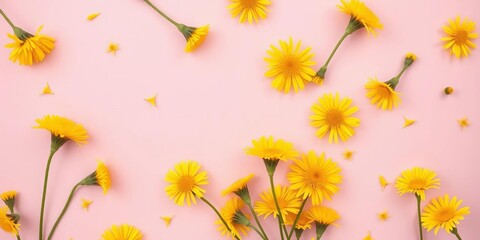 Yellow dandelions scattered on pink, minimal spring flatlay  Copy space, delicate, creative