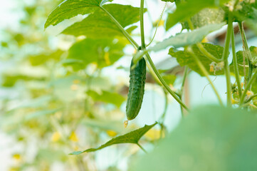 A healthy cucumber hangs gracefully from a vine in a greenhouse, showcasing natures garden wonders