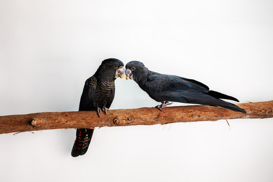 Pair of red tailed black cockatoo birds on branch against white backdrop
