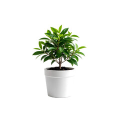Fototapeta premium Small Ficus plant in a white Png , pot isolated on a