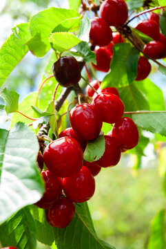 Ripe cherries hanging from cherry tree branch
