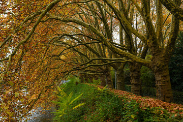 Autumn landscape of river Sihl on Zurich, Switzerland