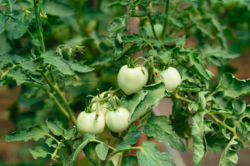 A closeup view of unripe green tomatoes still on the vine, nicely surrounded by lush, healthy green...