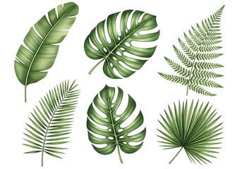 Illustration of variety of green tropical leaves isolated on transparent background