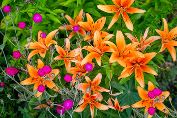 Yellow Diamond lily (Latin Lilium) with flowers of Khatma lavender (Latin Malva trimestris) on a background of green leaves on a clear sunny day. Flora plants flowers.